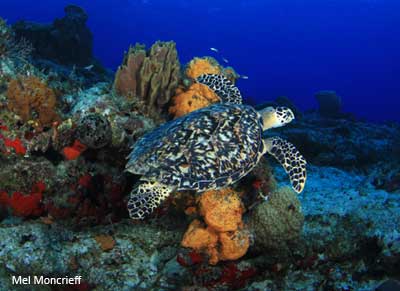 Hawksbill-MelMoncrieff