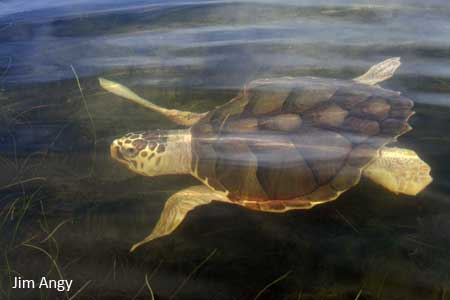 JuvenileLoggerhead-JimAngy