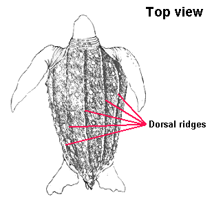 leatherback-id